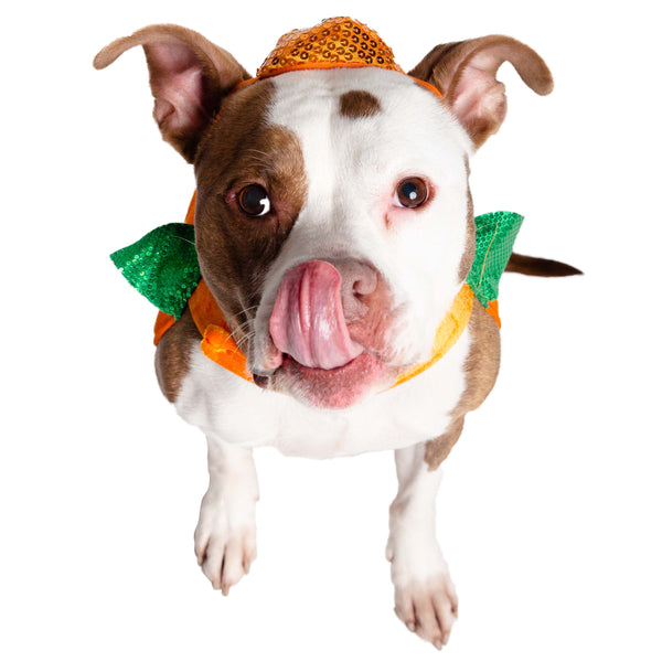 Halloween Pumpkin Dog & Cat Costume
